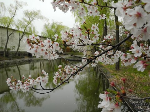 池の桜.JPG